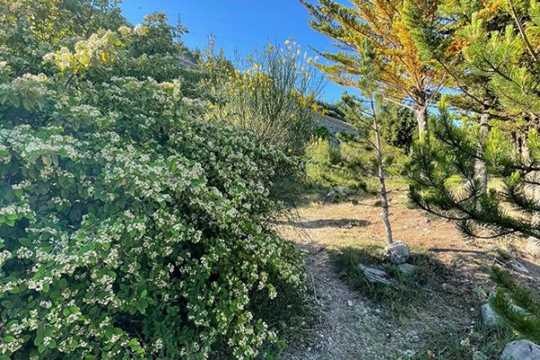 jardin-botanico-aguilar-de-campoo-aguilardecampooturismo-10